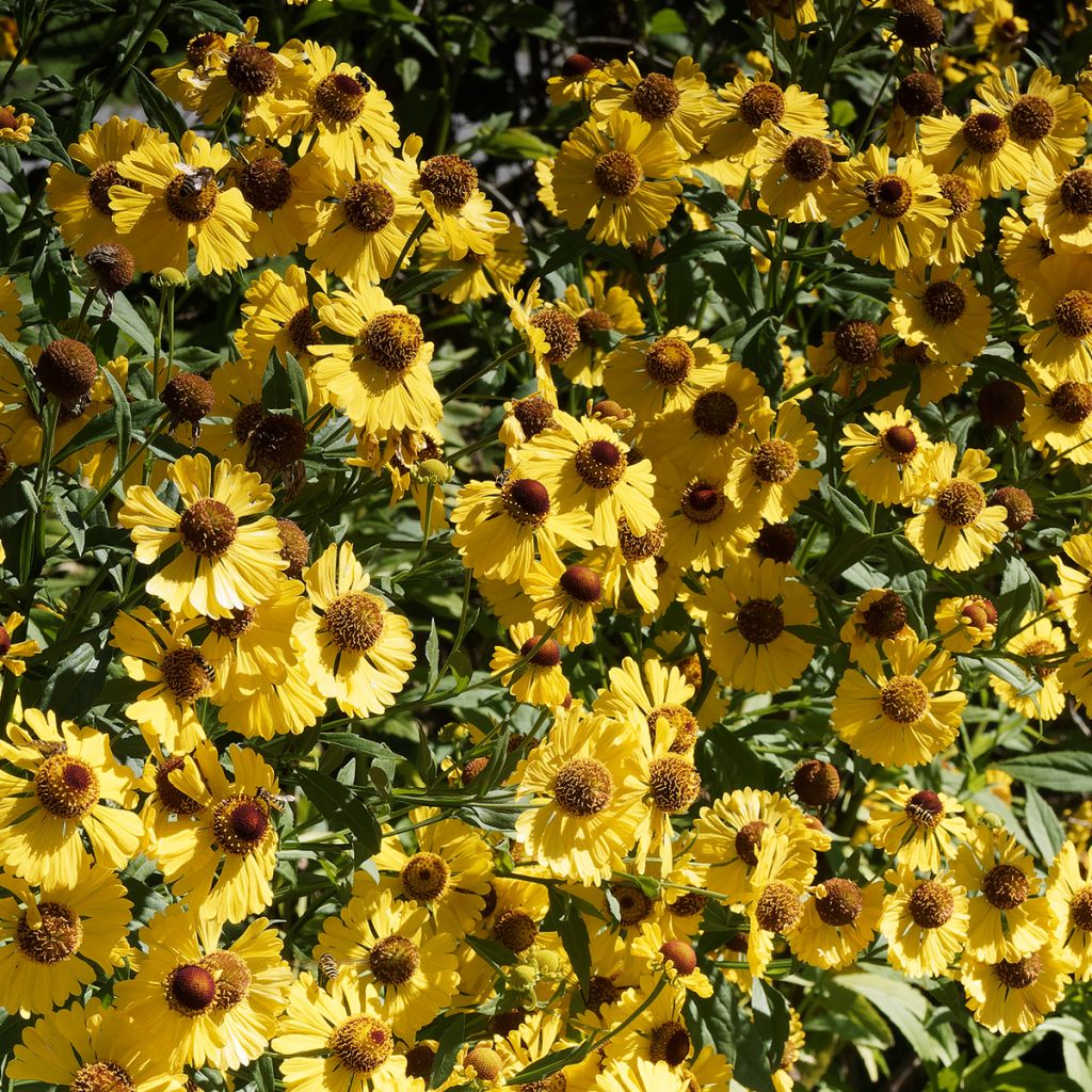 Helenium autumnale Pumilum Magnificum - Hélénie d'automne