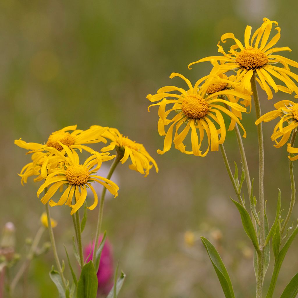 Hélénium hoopesii - Hélénie de Hoopes