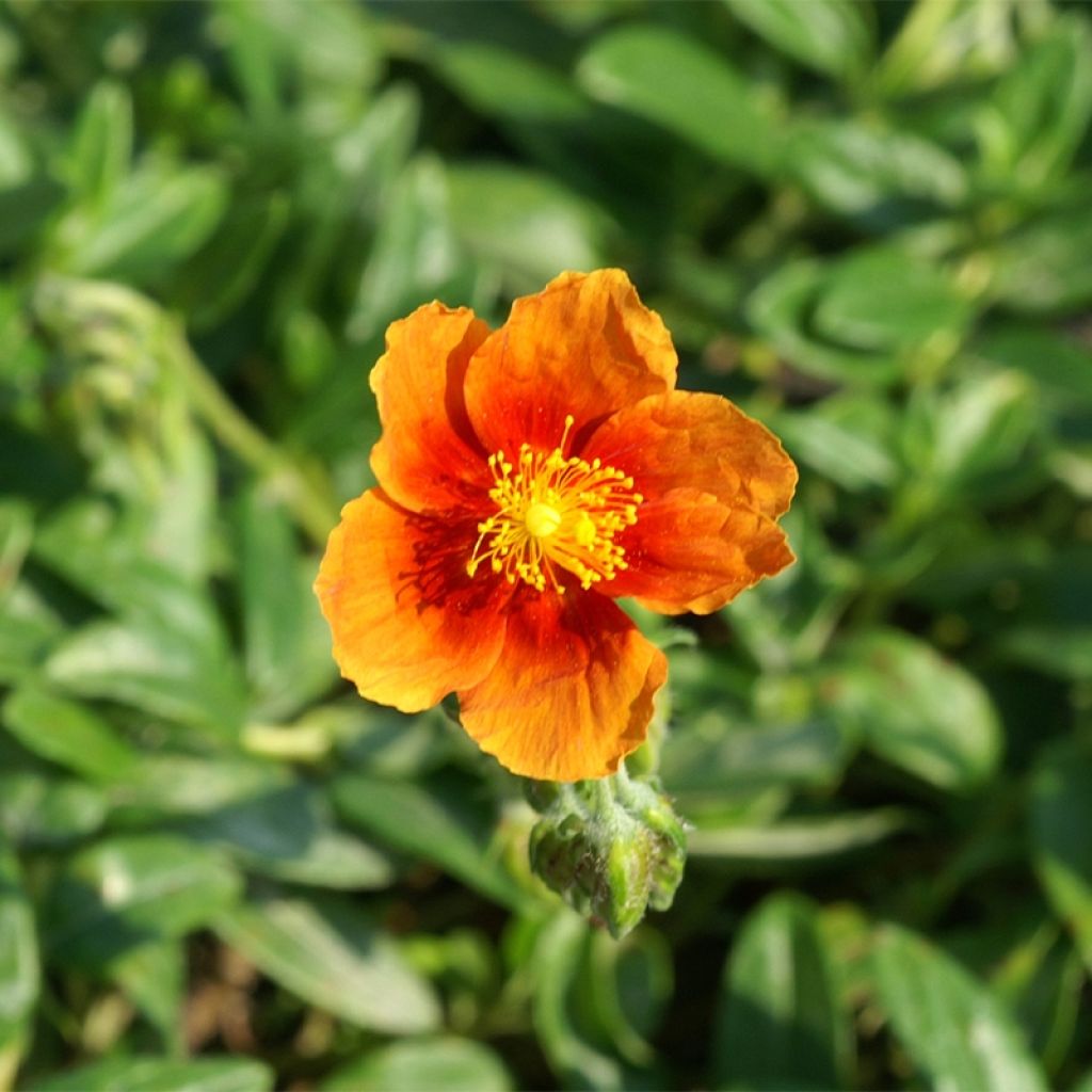 Helianthemum Ben Alder - Hélianthème orange à coeur rouge