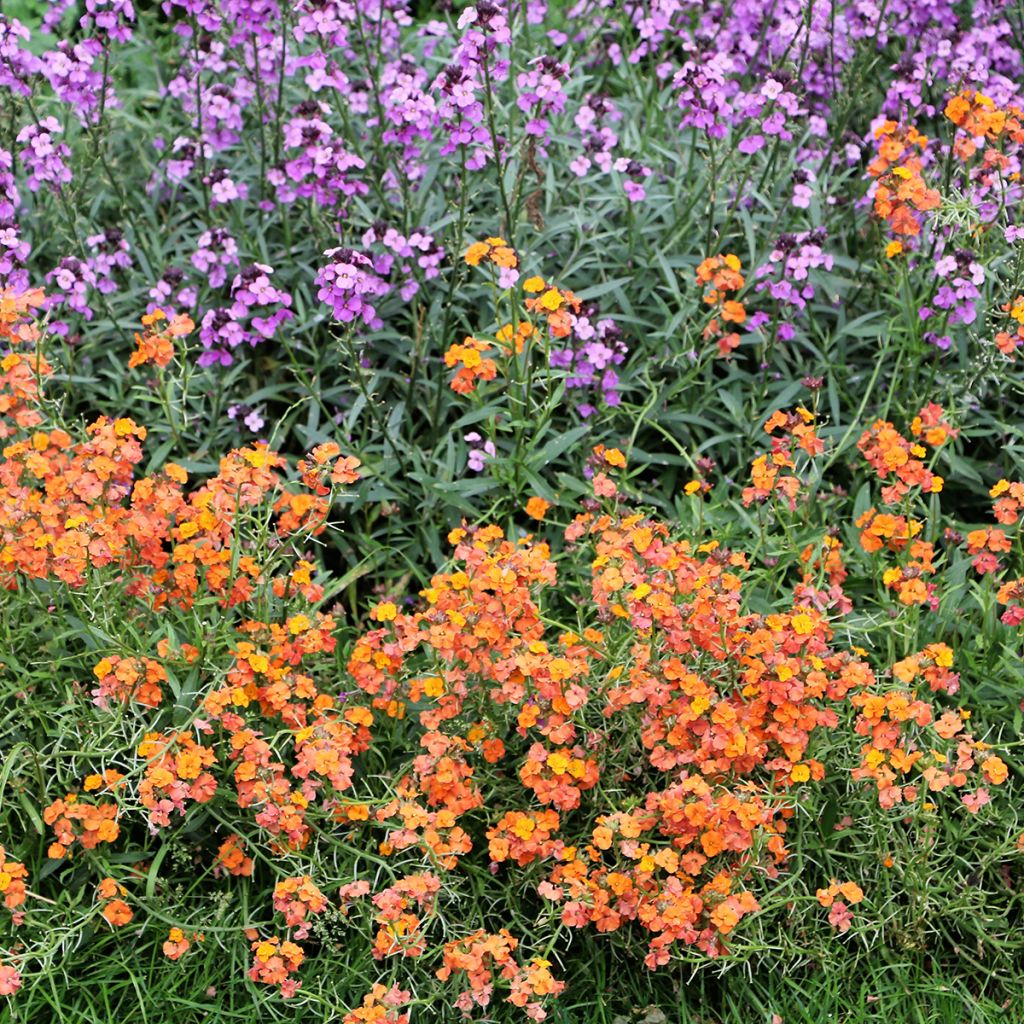 Helianthemum Bronzeteppich - Hélianthème 