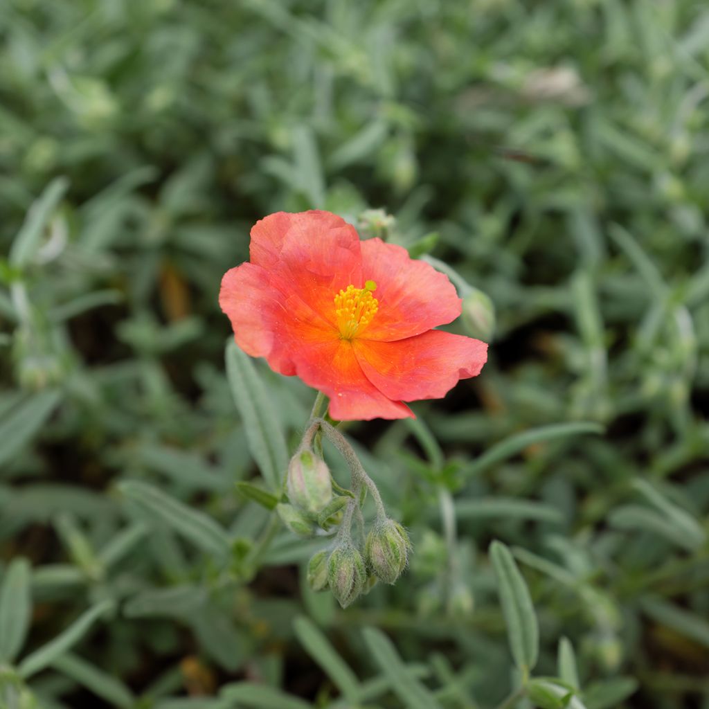 Helianthemum Fire Dragon - Hélianthème orange et rouge