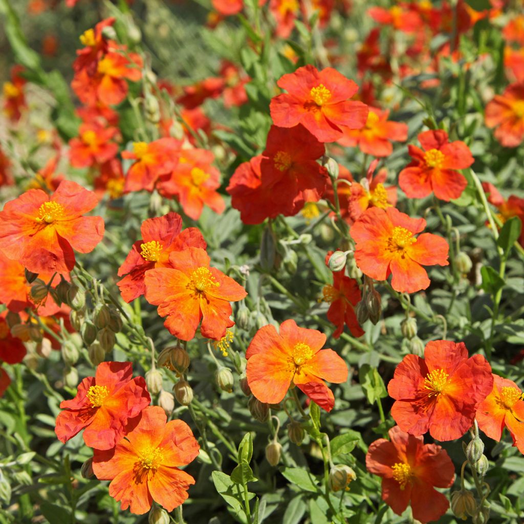 Helianthemum Fire Dragon - Hélianthème orange et rouge