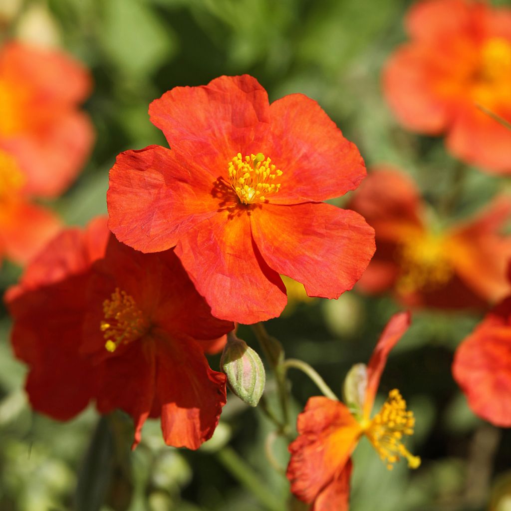 Helianthemum Fire Dragon - Hélianthème orange et rouge