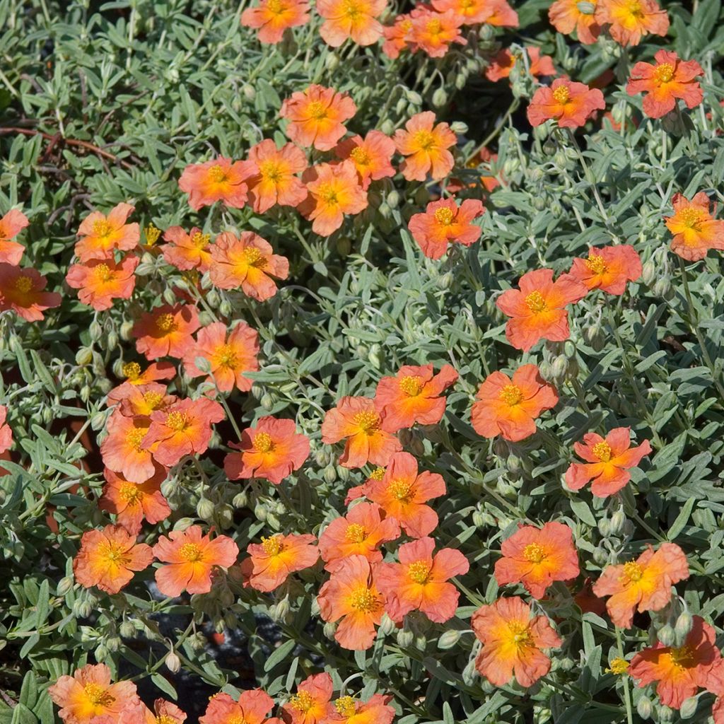 Helianthemum Fire Dragon - Hélianthème orange et rouge