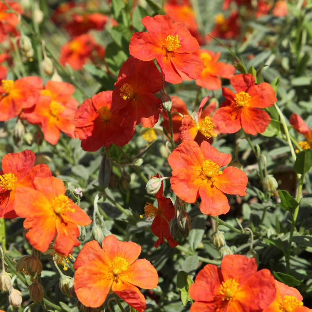 Helianthemum Fire Dragon - Hélianthème orange et rouge