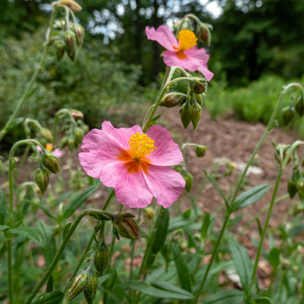 Helianthemum Lawrenson's Pink - Hélianthème rose et jaune