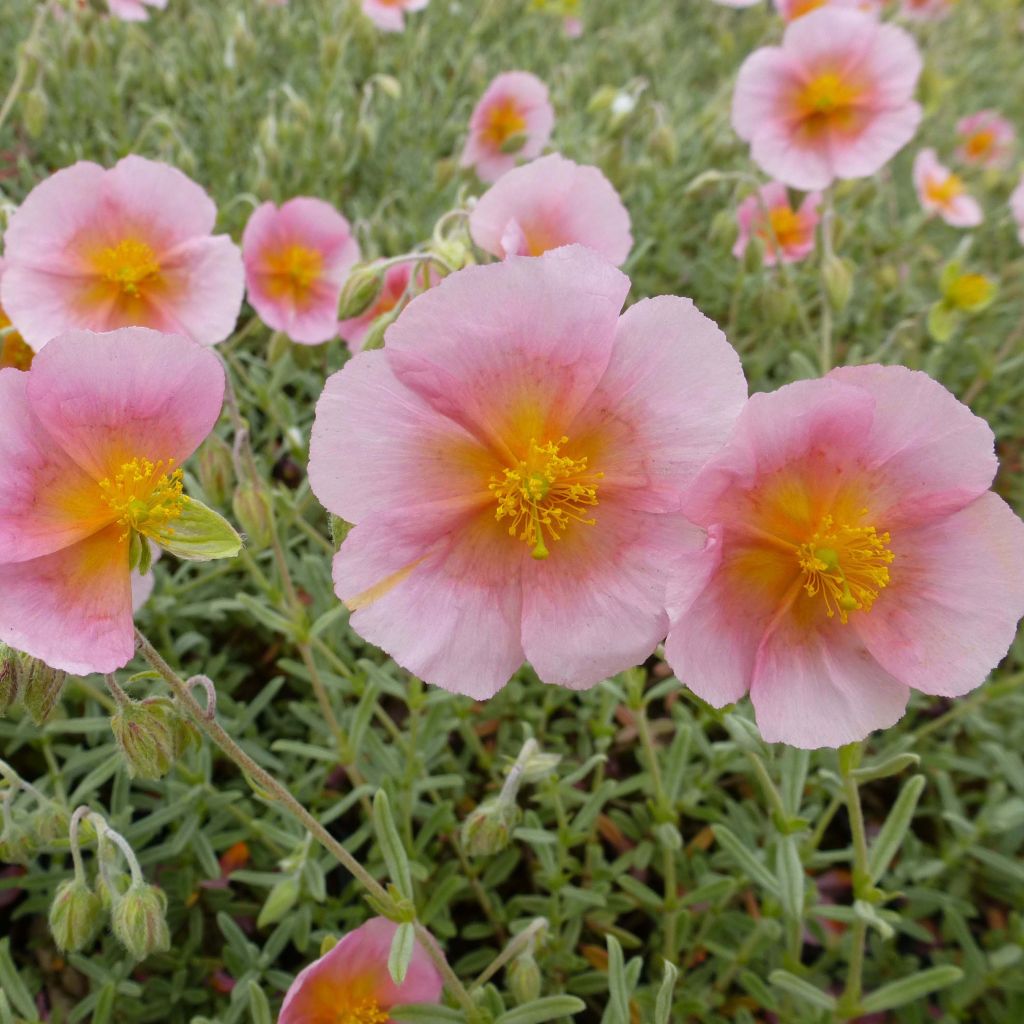 Helianthemum Rhodanthe Carneum (Wisley Pink) - Hélianthème hybride rose pastel.