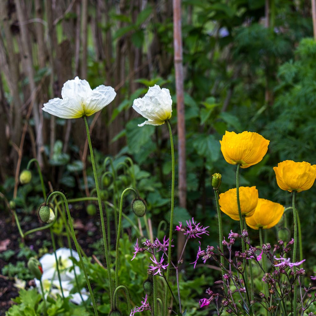 Helianthemum The Bride - Hélianthème blanc et or 