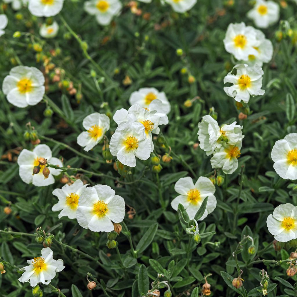 Helianthemum The Bride - Hélianthème blanc et or 