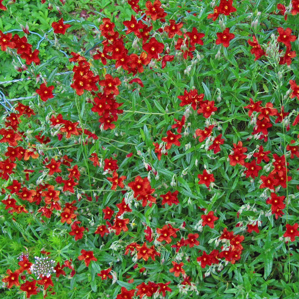Hélianthème, Helianthemum Tomato Red