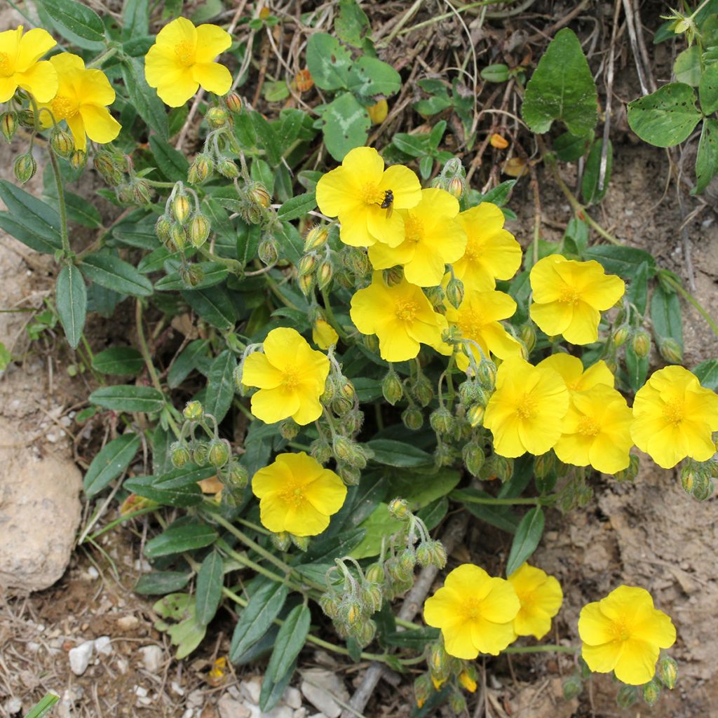 Helianthemum nummularium - Hélianthème commun