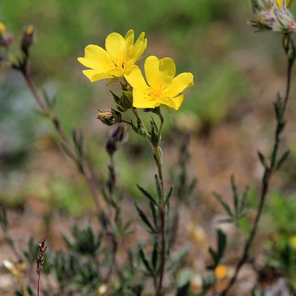 Helianthemum nummularium - Hélianthème commun