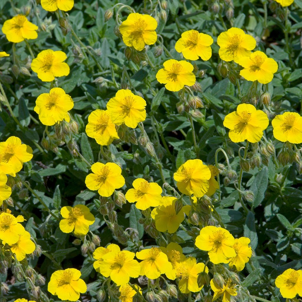 Helianthemum nummularium - Hélianthème commun