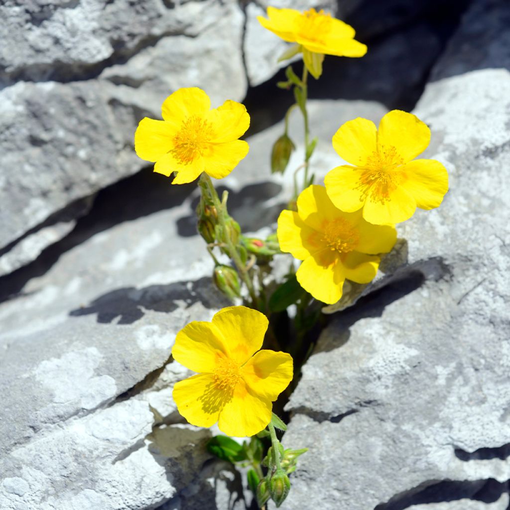 Helianthemum nummularium - Hélianthème commun