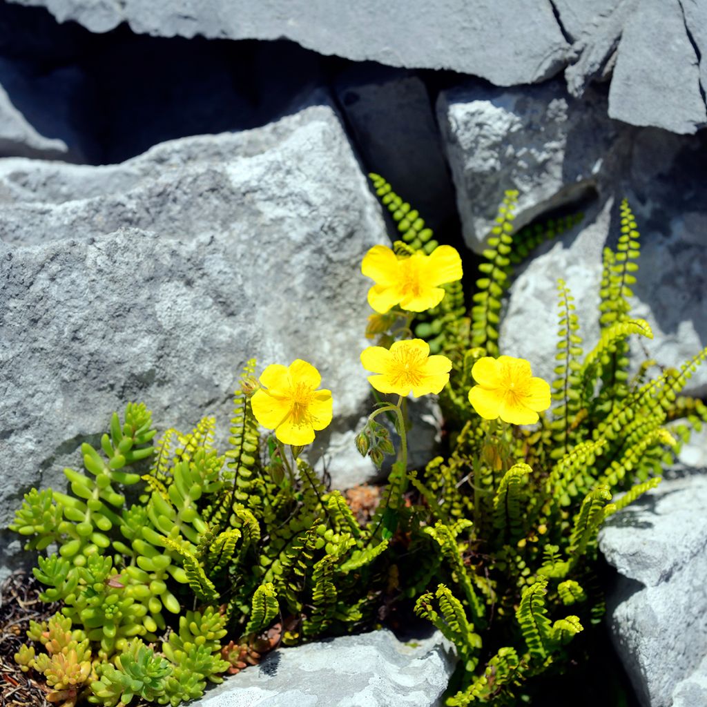 Helianthemum nummularium - Hélianthème commun