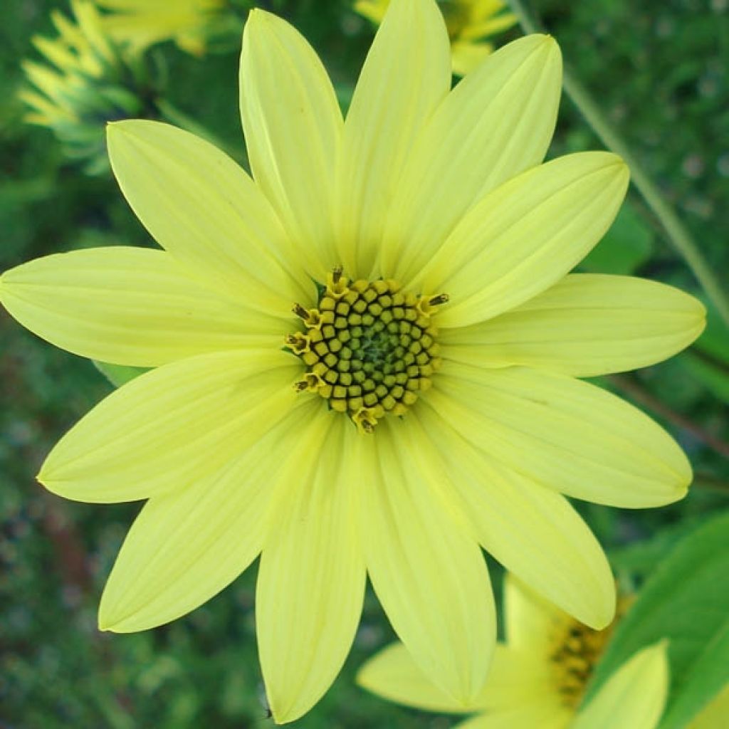 Helianthus hybride Lemon Queen - Soleil Vivace