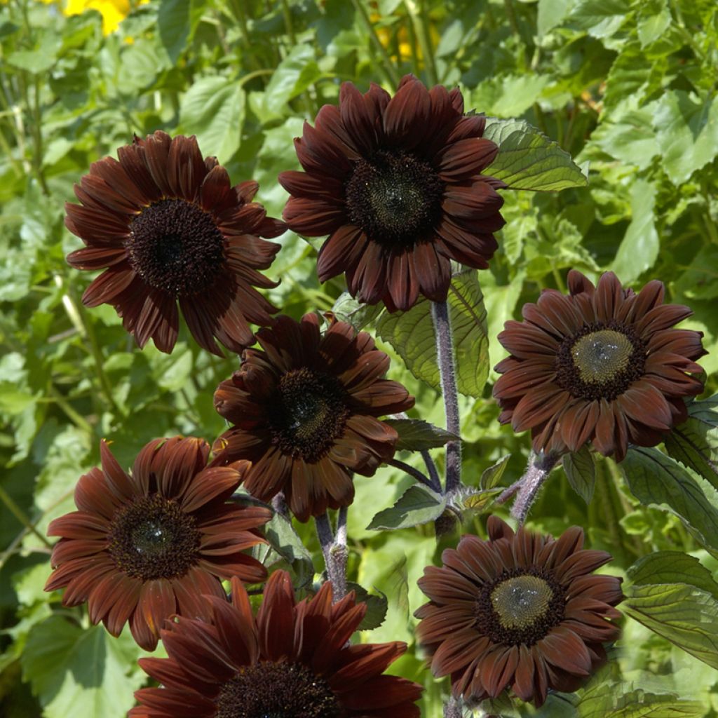 Graines de Tournesol Claret F1 - Helianthus annuus
