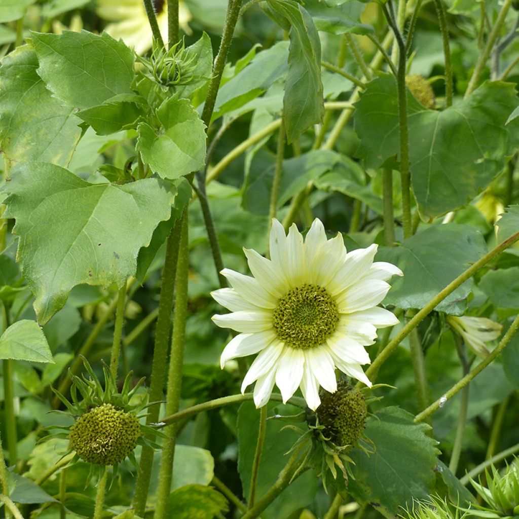 Graines de Tournesol Italian Green Heart - Helianthus debilis subsp. cucumerifolius