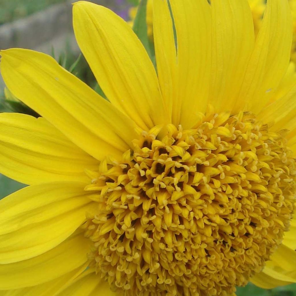 Helianthus decapetalus Capenoch Star - Soleil vivace à coeur en pompon