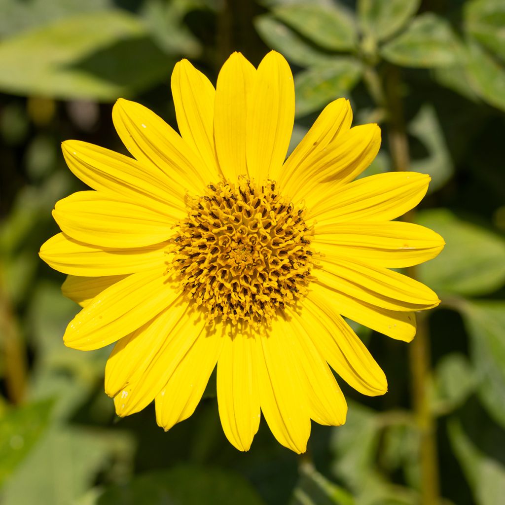 Helianthus decapetalus Capenoch Star - Soleil vivace