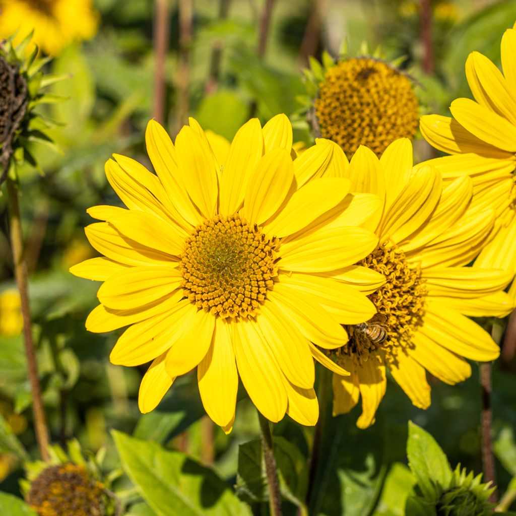 Helianthus decapetalus Capenoch Star - Soleil vivace