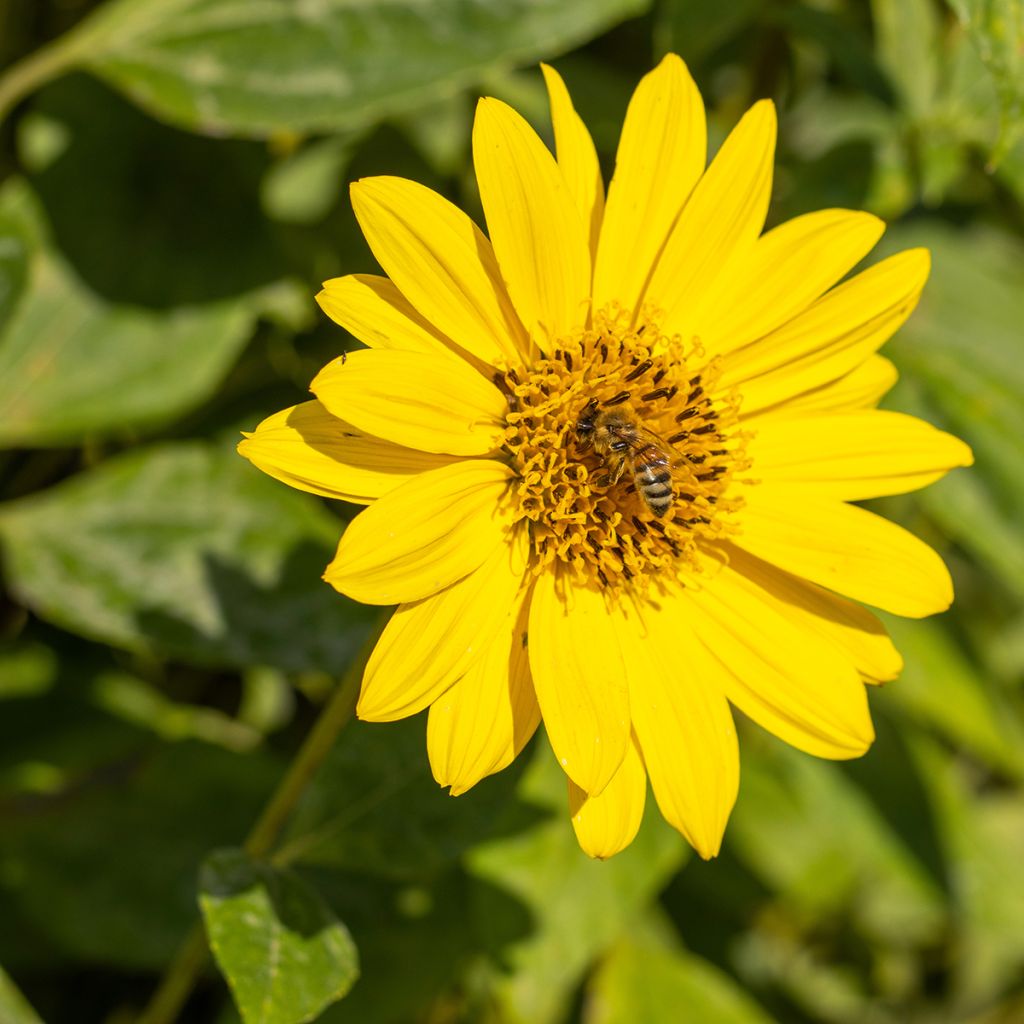 Helianthus decapetalus Capenoch Star - Soleil vivace