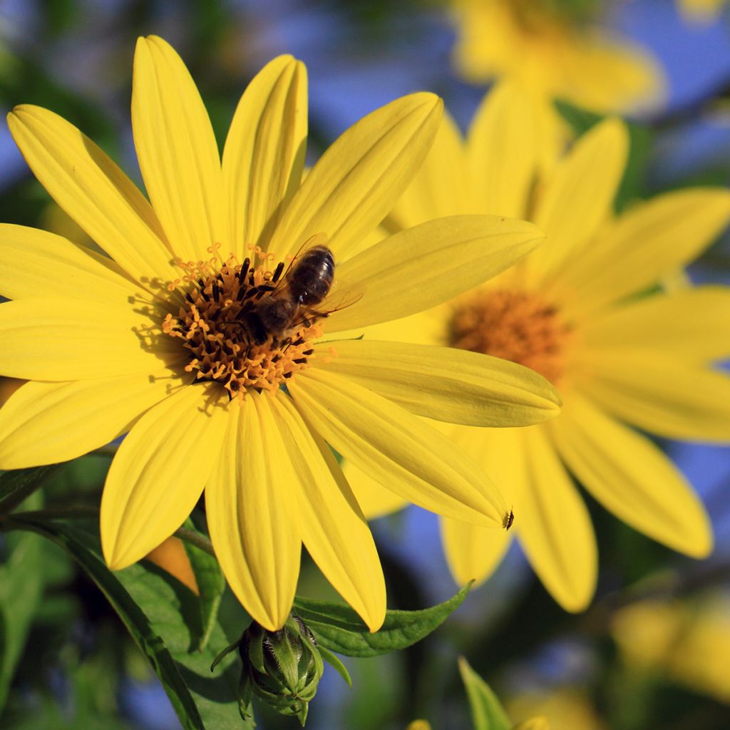 Helianthus decapetalus Capenoch Star - Soleil vivace