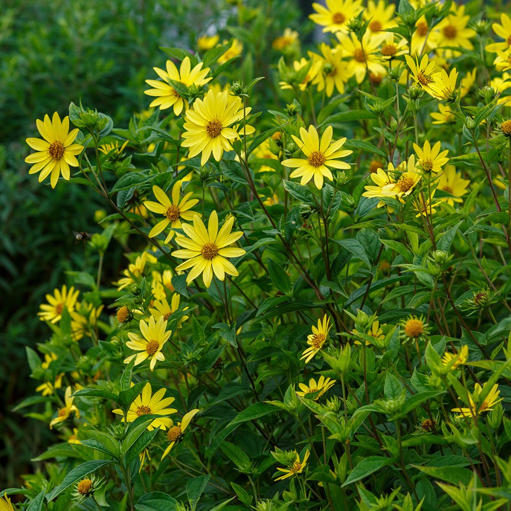 Helianthus hybride Lemon Queen - Soleil Vivace