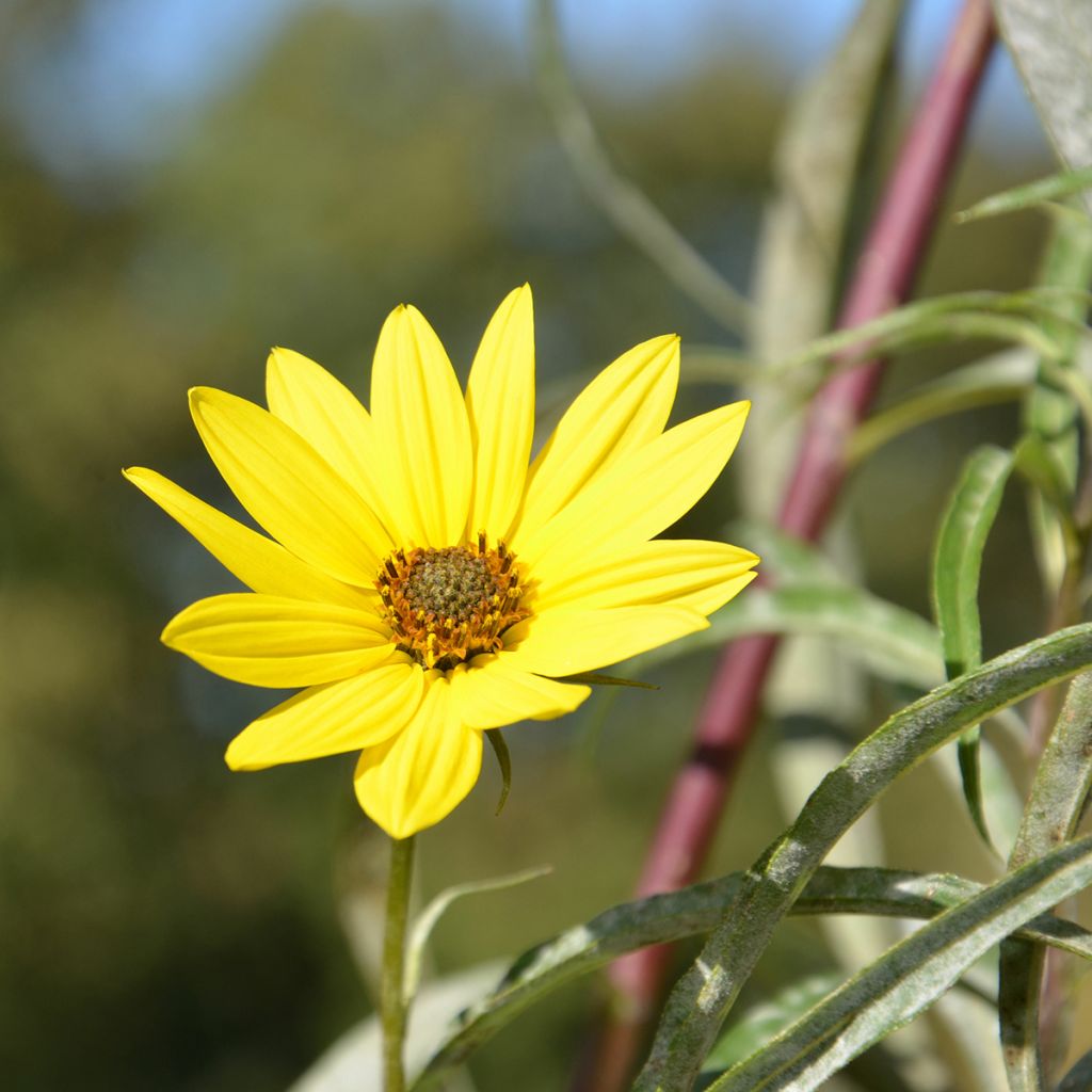 Helianthus hybride Lemon Queen - Soleil Vivace