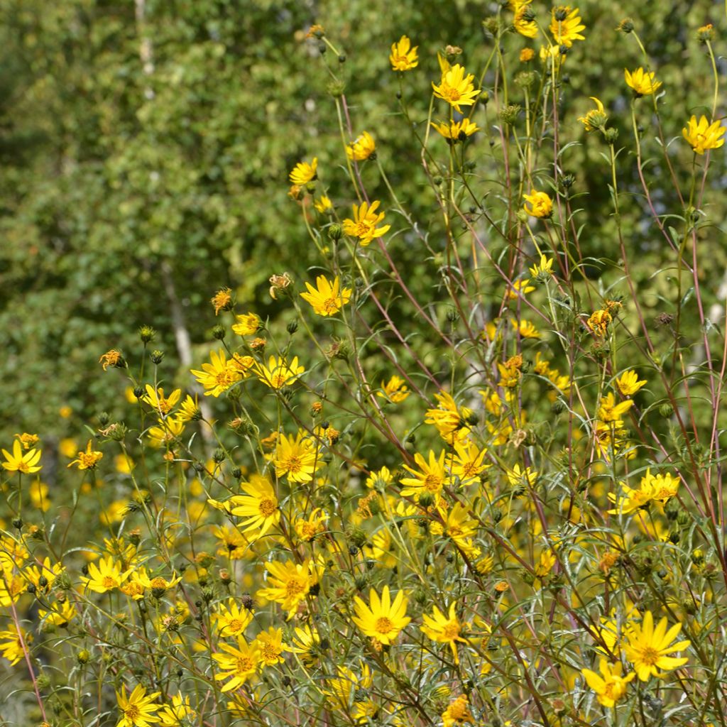 Helianthus hybride Lemon Queen - Soleil Vivace