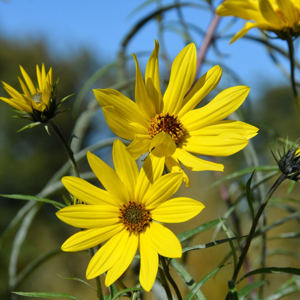 Helianthus hybride Lemon Queen - Soleil Vivace