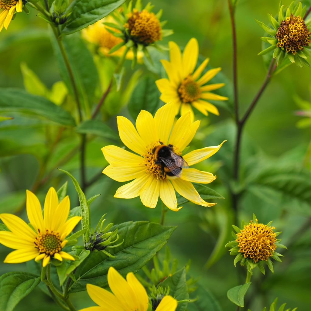 Helianthus hybride Lemon Queen - Soleil Vivace