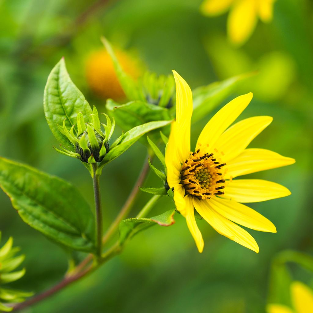 Helianthus hybride Lemon Queen - Soleil Vivace