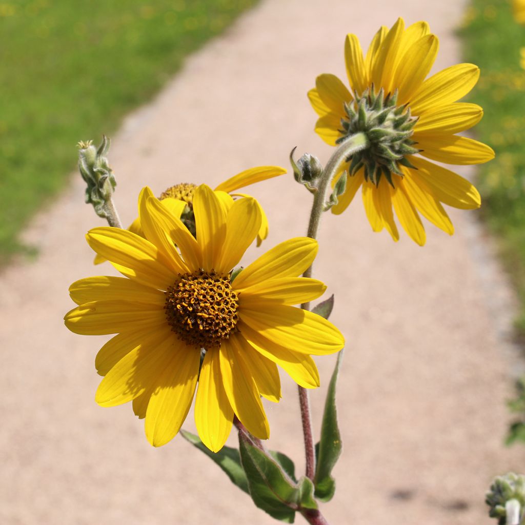 Helianthus mollis - Soleil vivace 