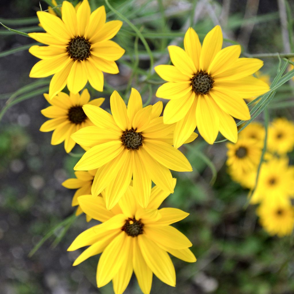 Helianthus salicifolius - Soleil Vivace