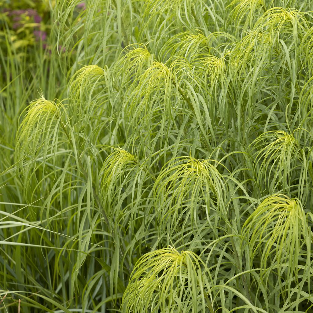 Helianthus salicifolius - Soleil Vivace