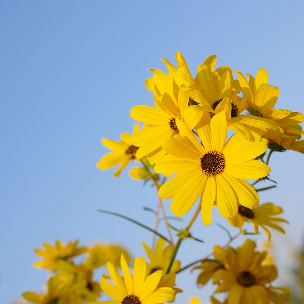 Helianthus salicifolius - Soleil Vivace