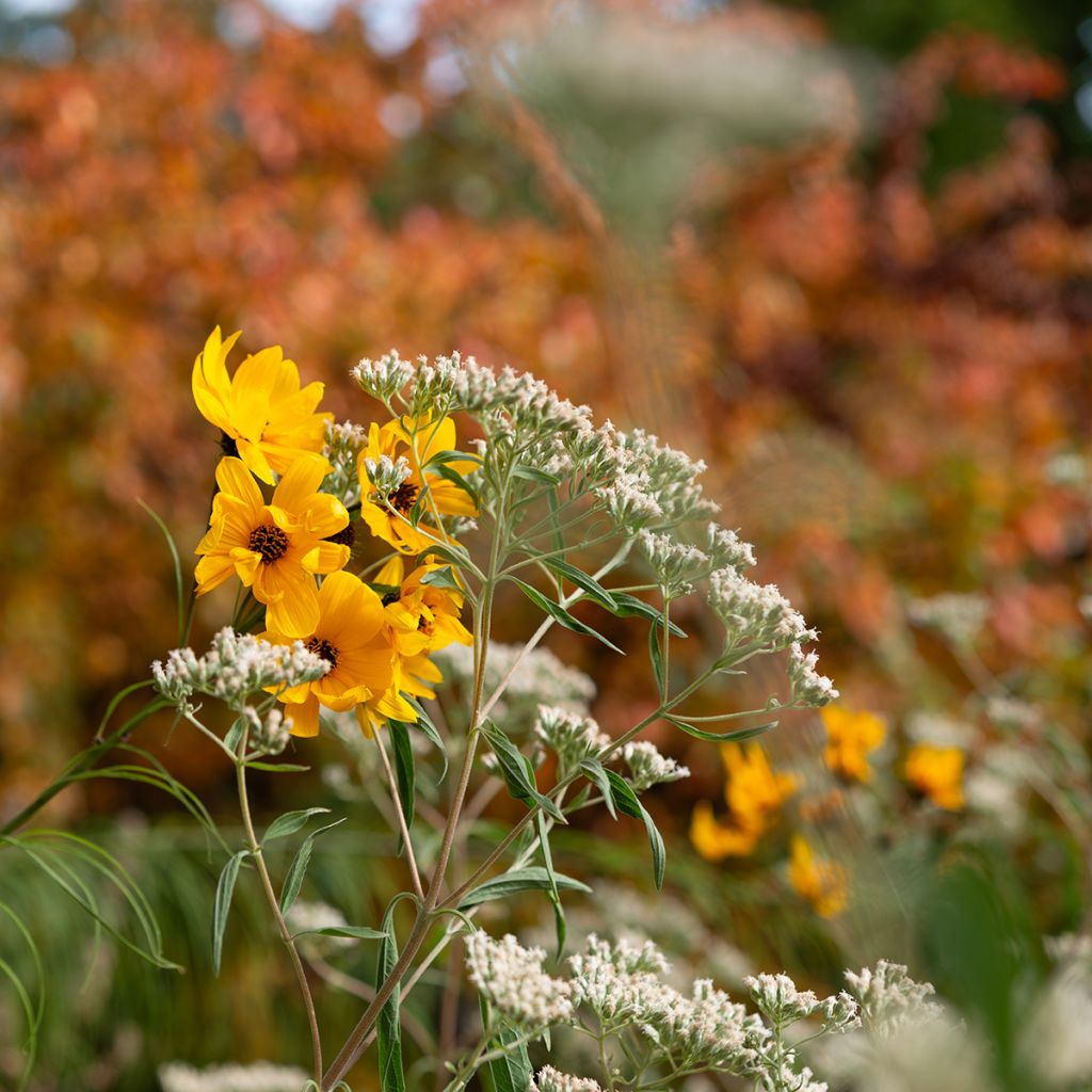 Helianthus salicifolius - Soleil Vivace