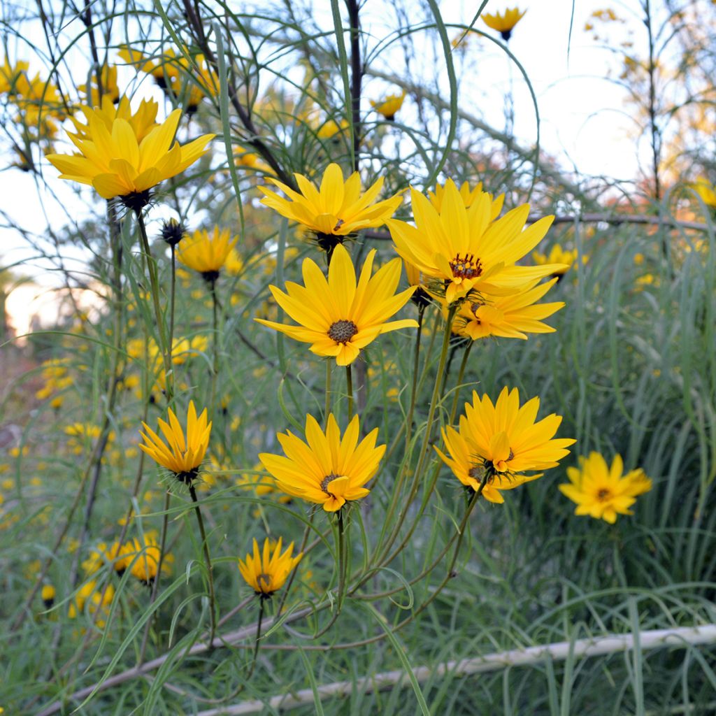 Helianthus salicifolius - Soleil Vivace