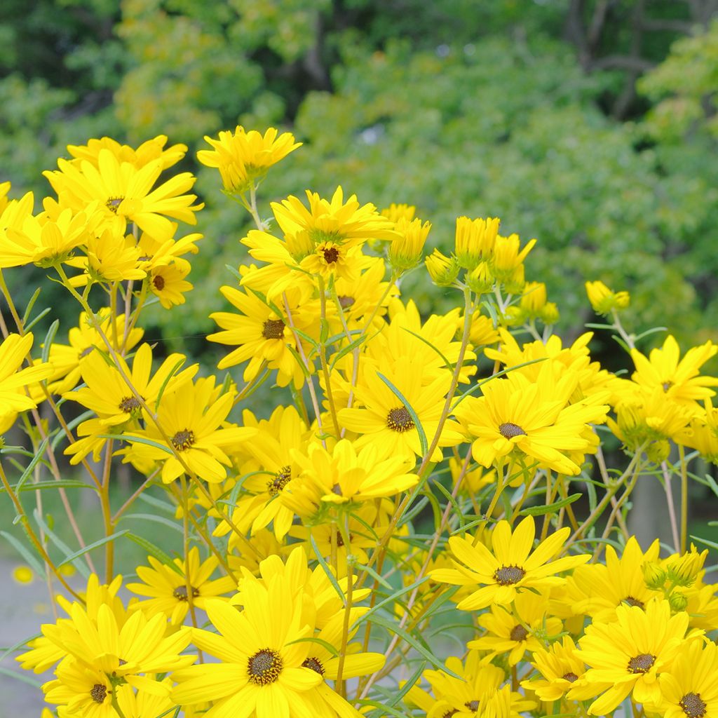 Helianthus salicifolius - Soleil Vivace