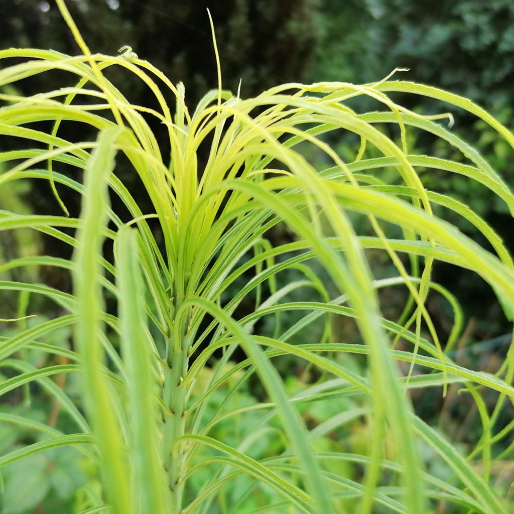 Helianthus salicifolius - Soleil Vivace