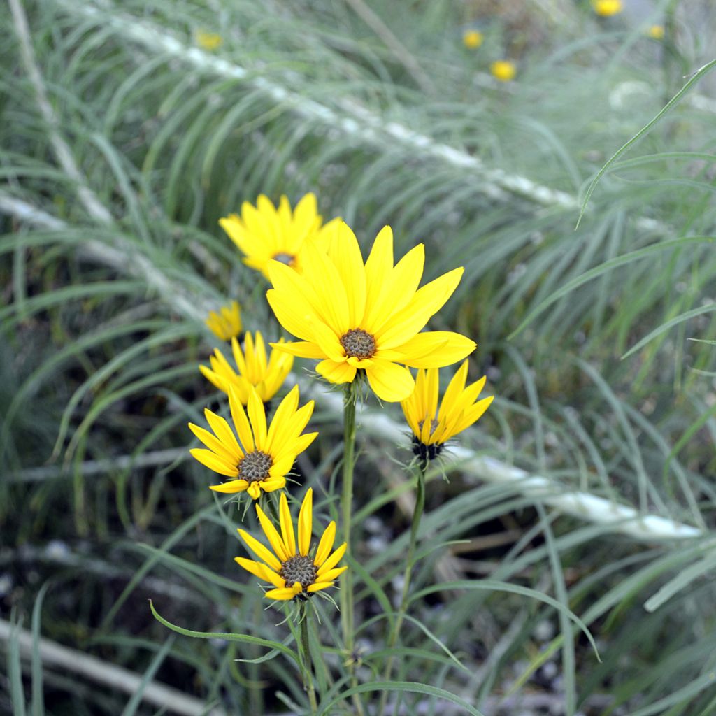 Helianthus salicifolius - Soleil Vivace