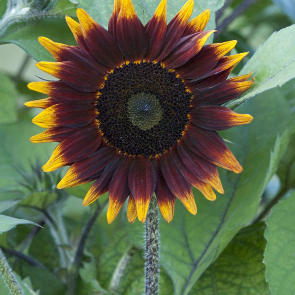 Graines de Tournesol Schock-o-Lat F1 - Helianthus annuus 