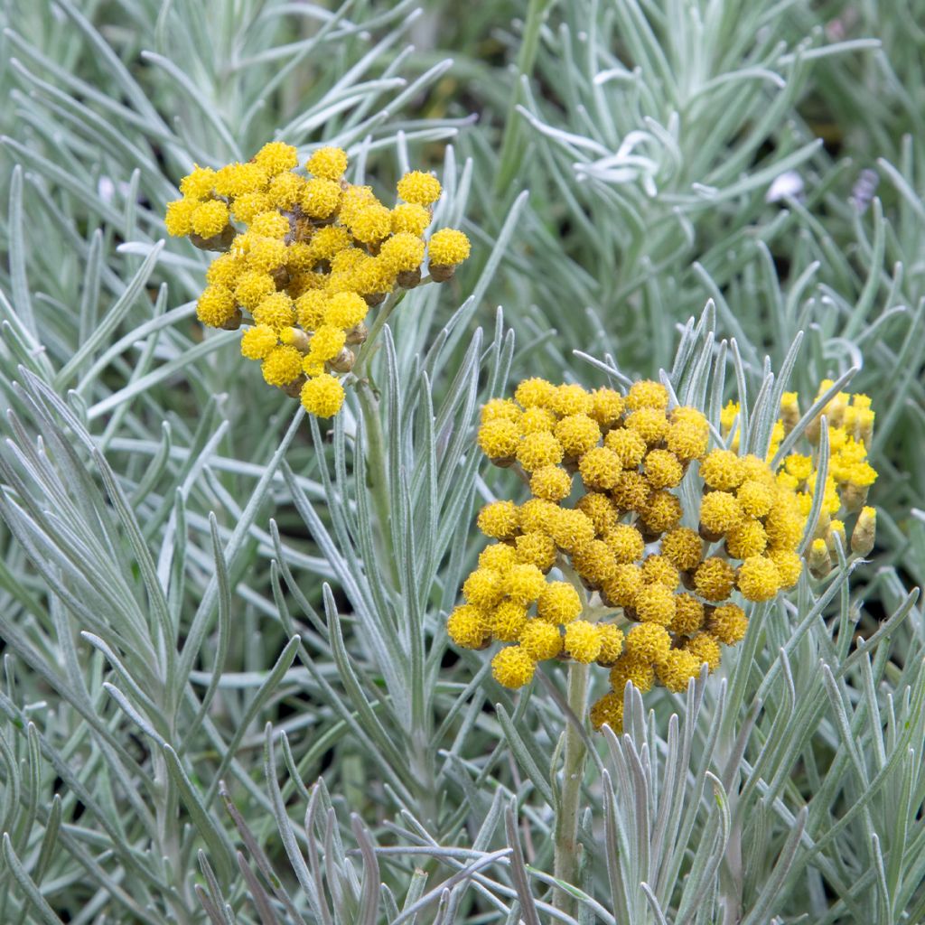 Helichrysum angustifolium Tall Curry - Plante curry