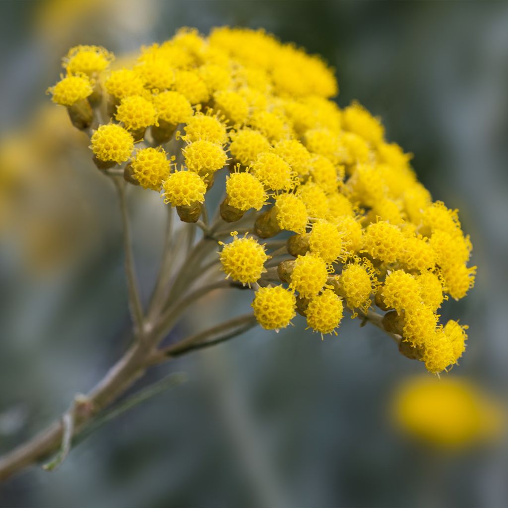 Helichrysum angustifolium Tall Curry - Plante curry
