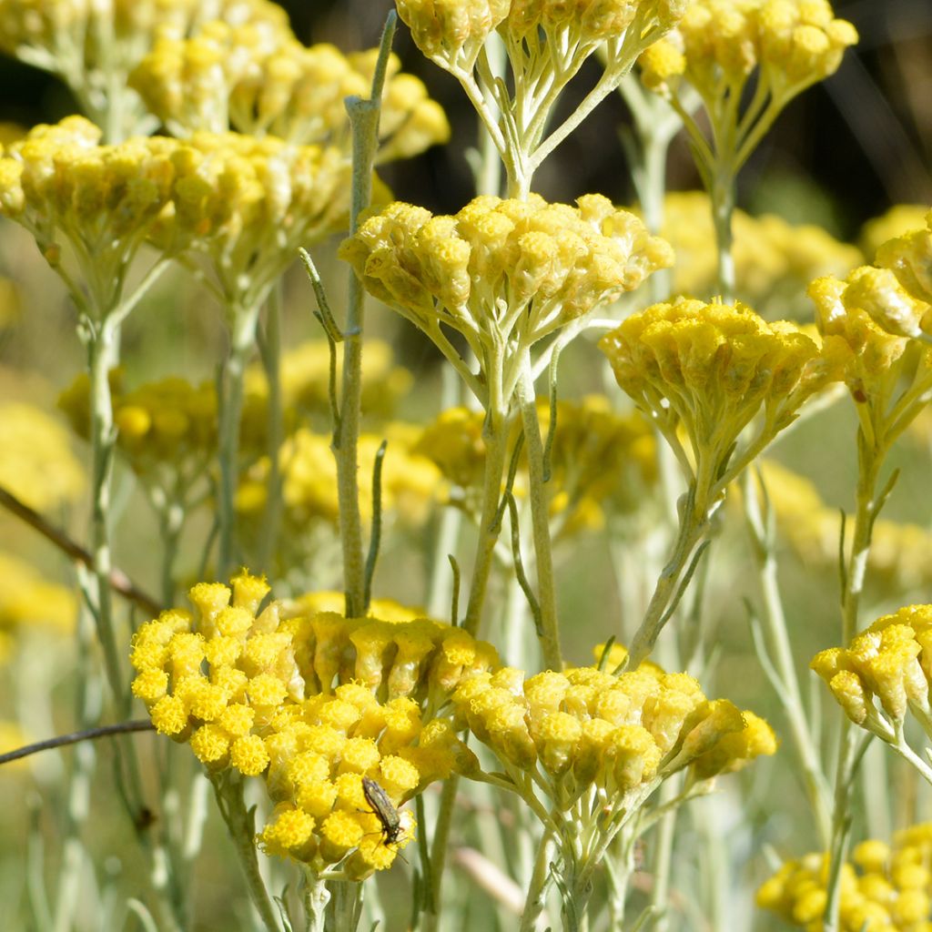 Helichrysum italicum - Plante-curry BIO en plants