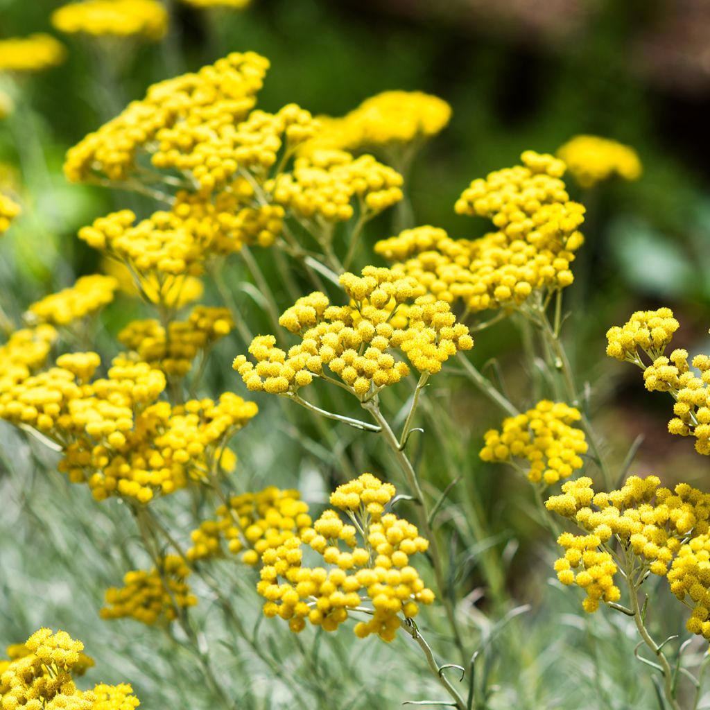 Helichrysum italicum - Plante-curry BIO en plants