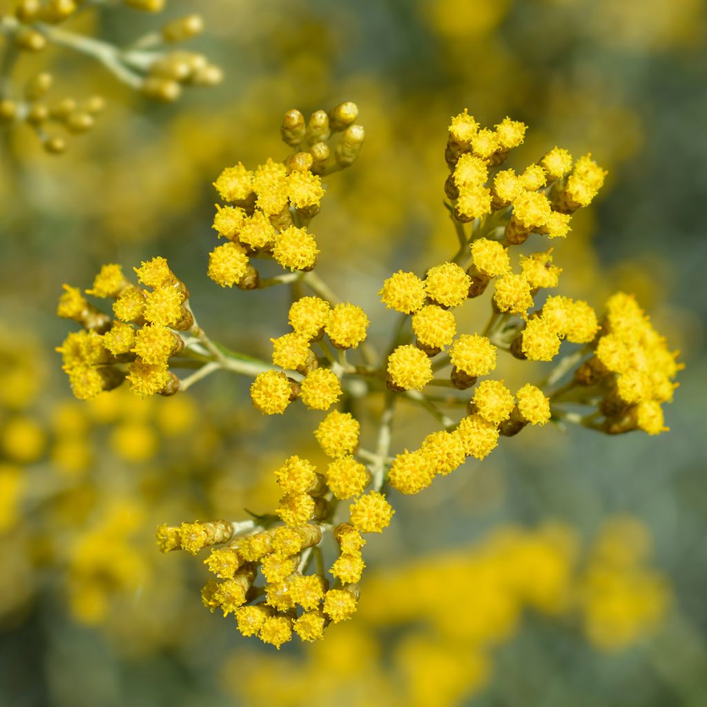 Helichrysum italicum - Plante-curry BIO en plants