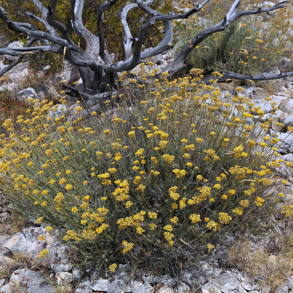 Helichrysum italicum - Plante-curry BIO en plants