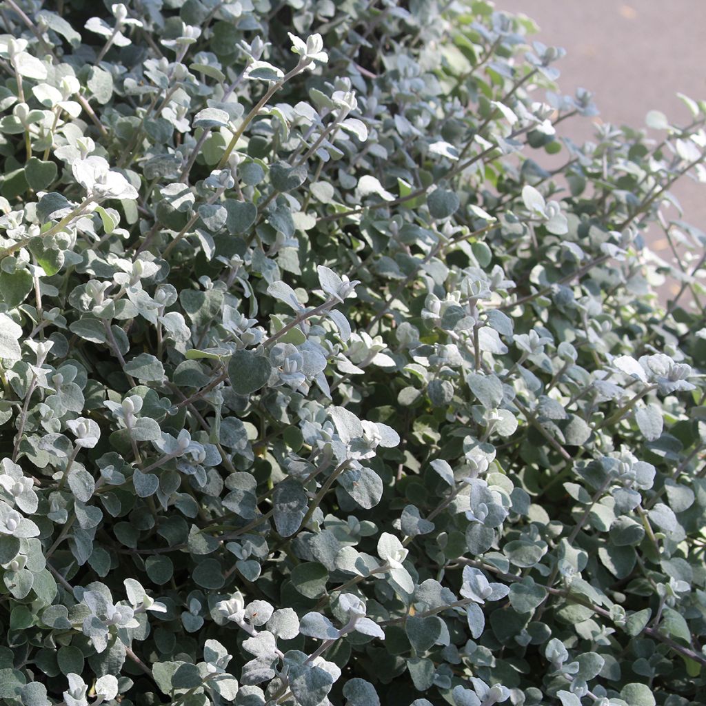 Helichrysum petiolare Silver